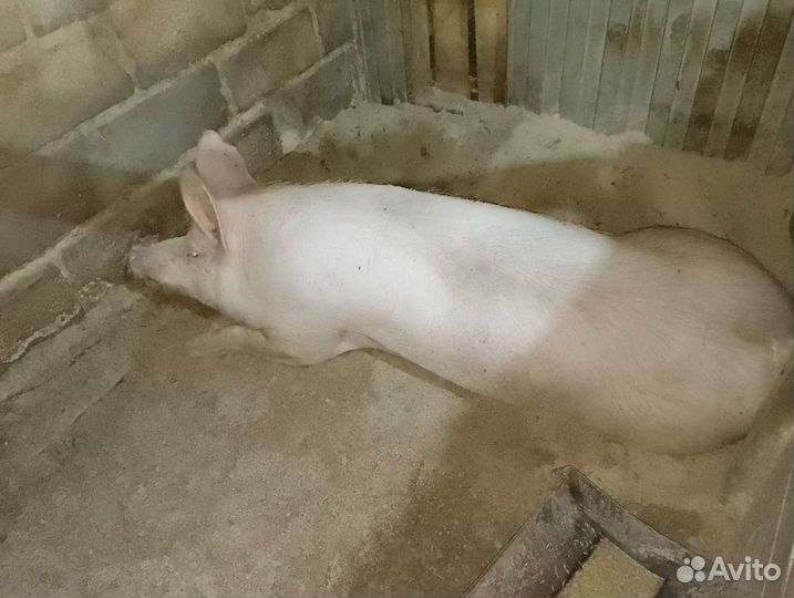 Свиноматка