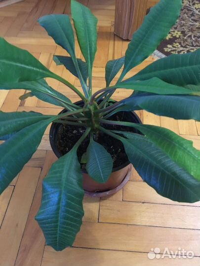 Молочай гребенчатый