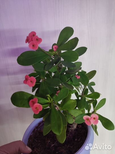 Молочай миля