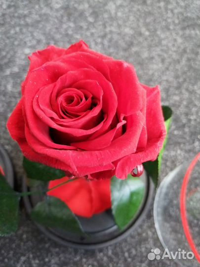 Красная роза В колбе
