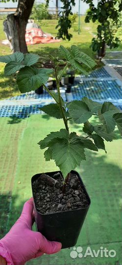 Саженцы ежемалины