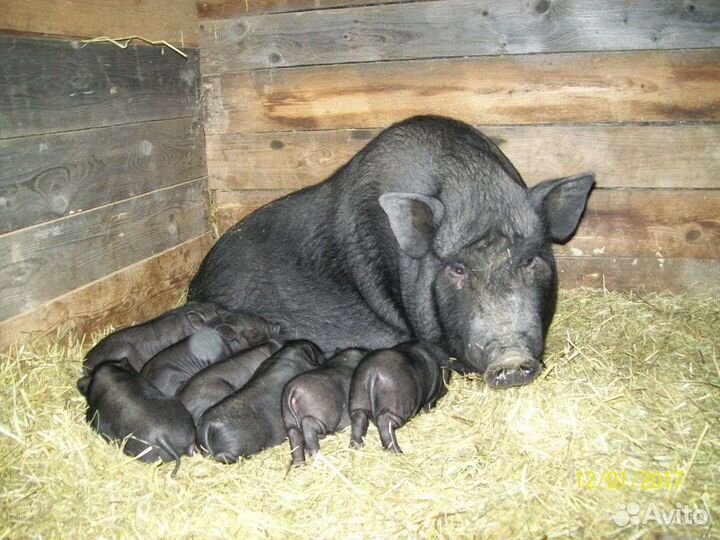 Вьетнамск вислобрюхий поросенок