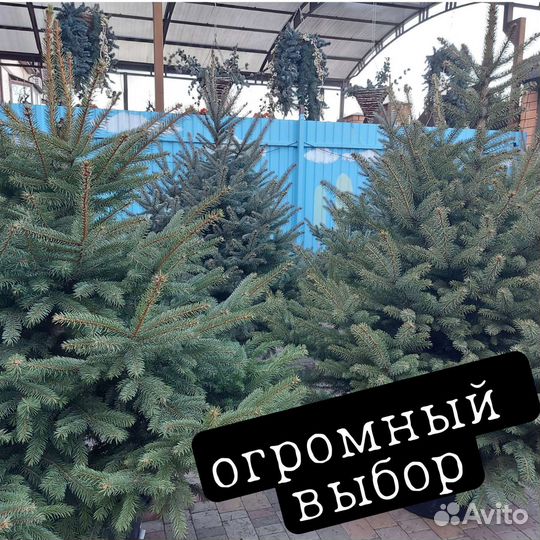 Ель голубая в горшке