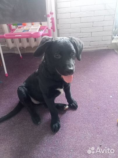 Щенки лабрадора метис