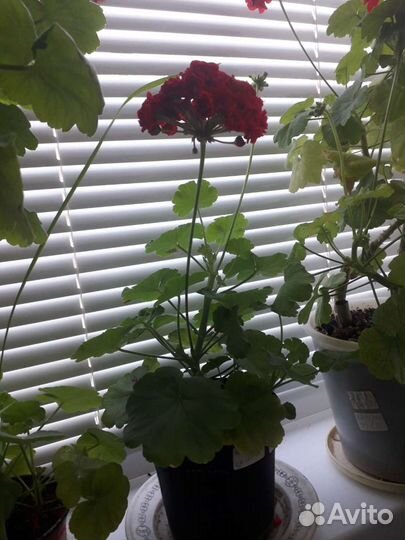 Пеларгония герань