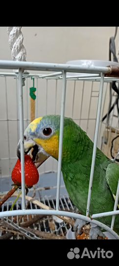 Венесуэльский амазон