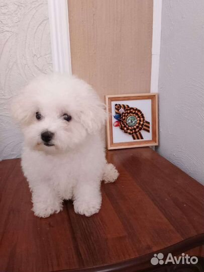 Девочка с выставкой