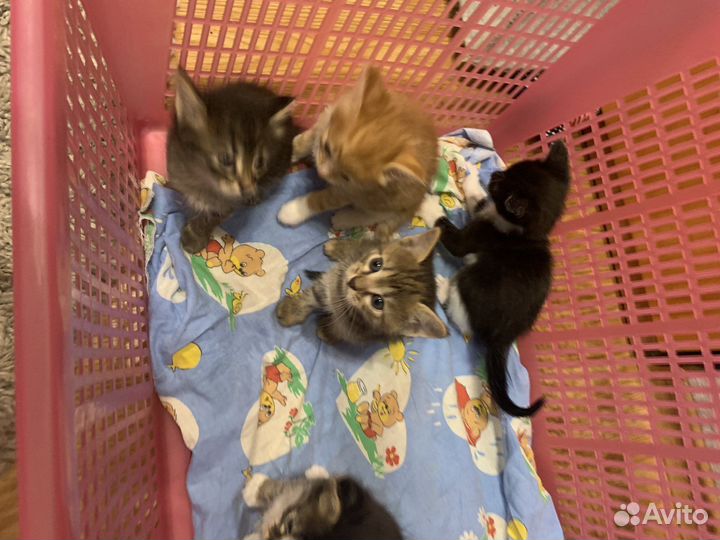 Котята в добрые руки