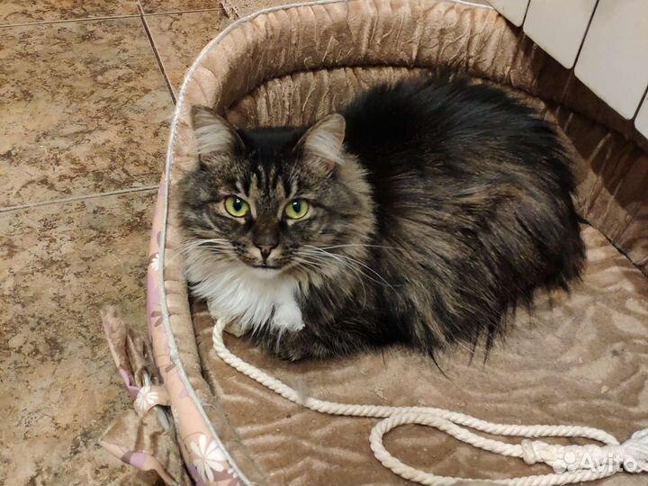 Кошка в дар бесплатно