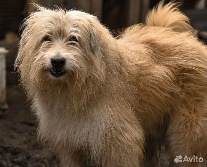 Собака в добрые руки