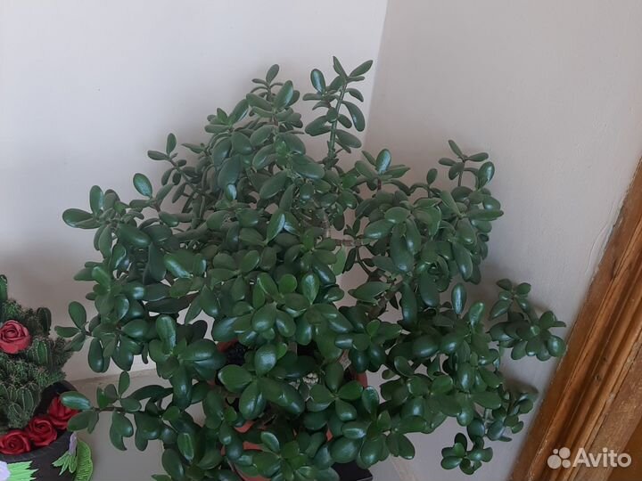 Денежное дерево