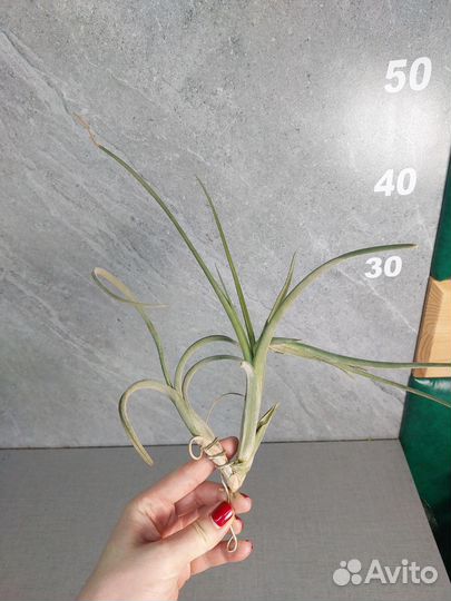 Тилландсия интермедия