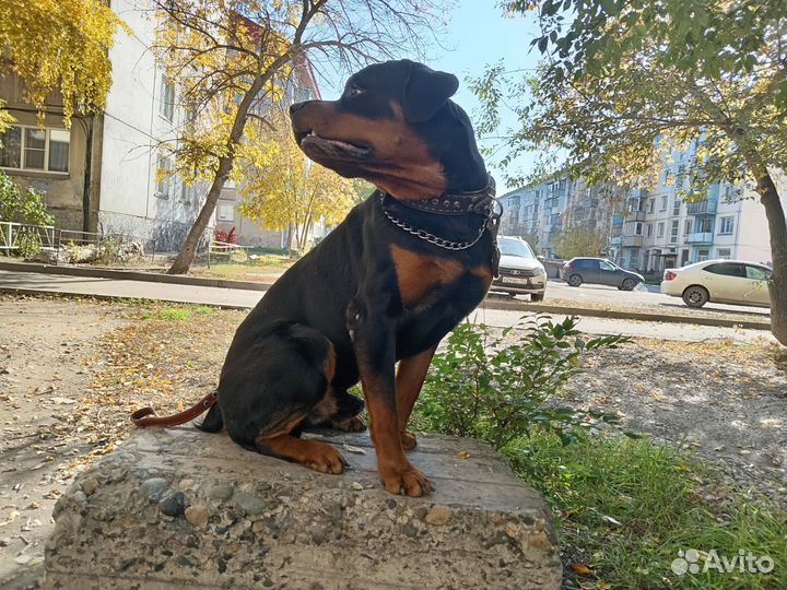 Вязка ротвейлера