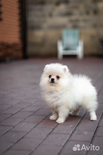 Белый мальчик померанский шпиц