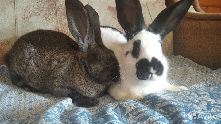 Кролики разных пород,ризены, строкачи(нпв)