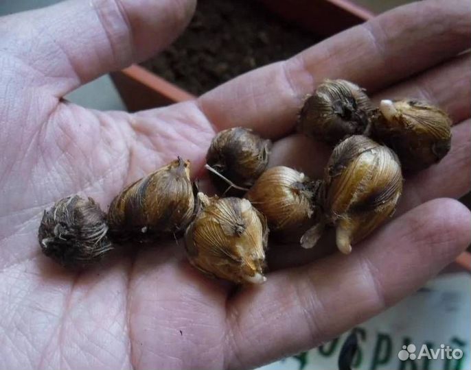 Оксалис Айрон Кросс (клубнелуковицы)