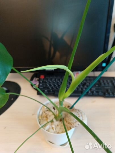 2 горшочка Монстера активно пошла в рост