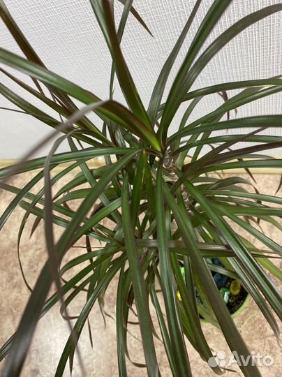 Драцена Магента