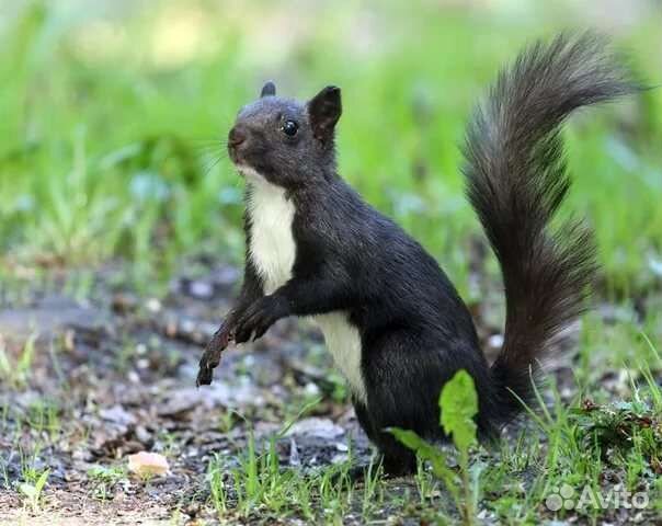 Черная белка