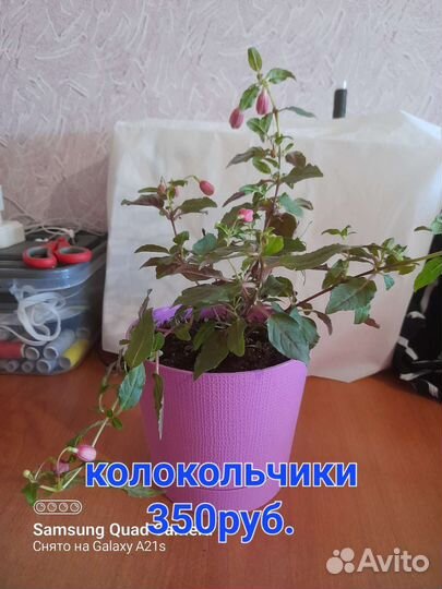 Продам цветы комнатные