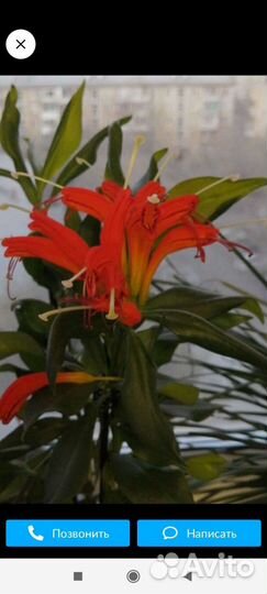 Эсхинантус жар птица