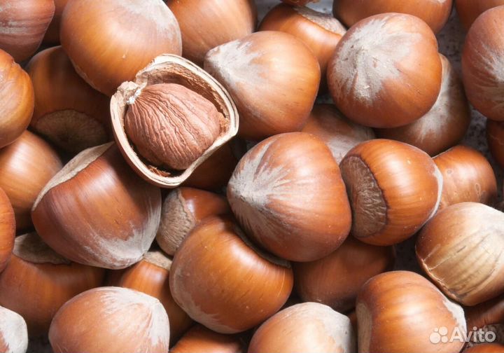 Саженец орешника (фундука) 