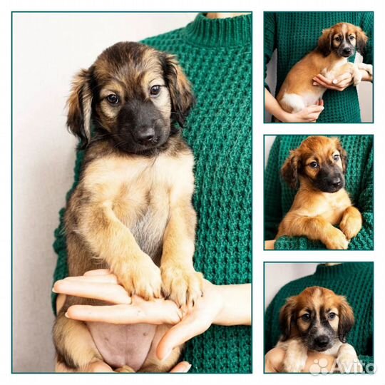 Щенки в беде