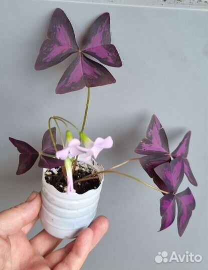 Оксалис - кислица. Цветок любви