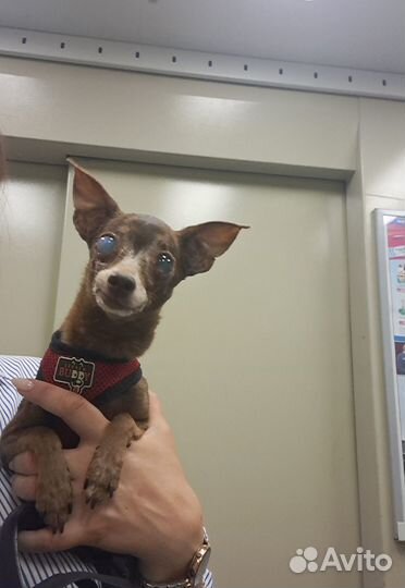 Кобель для вязки