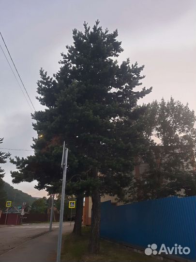 Сосна