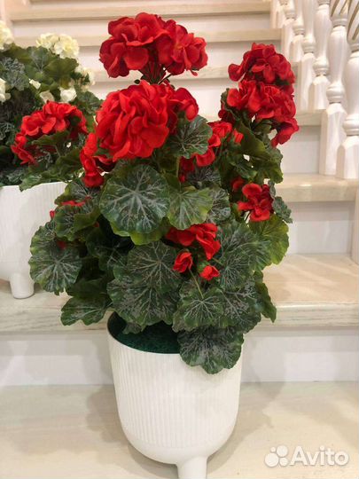 Пеларгония искусственная