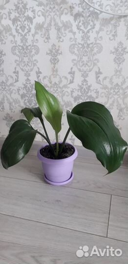 Эухарис амазонская лилия