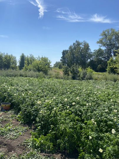 Участок 29 сот. (ИЖС)