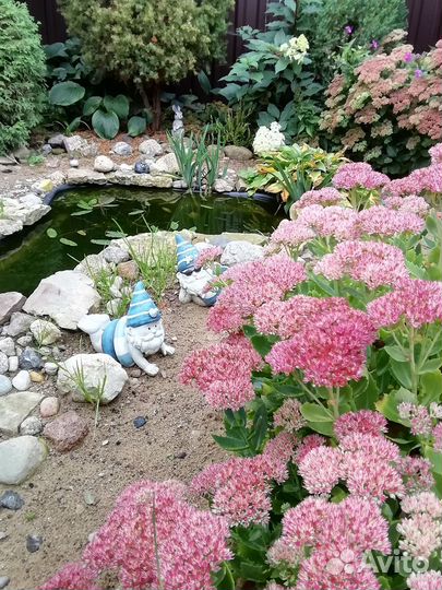 Цветы многолетние