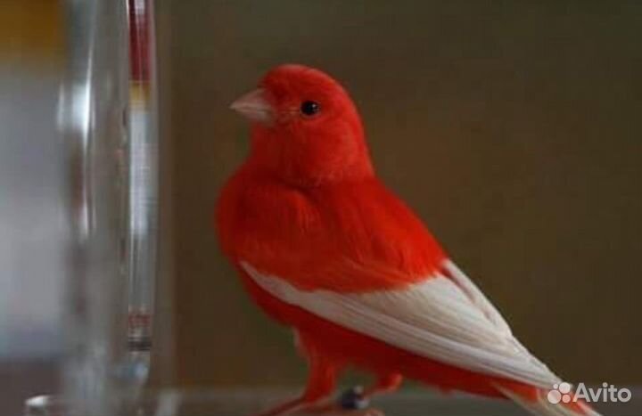 Кенары и канарейки(питомник выставочных птиц)