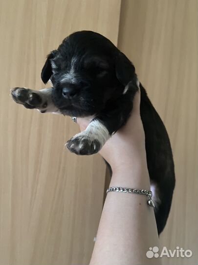 Собака в добрые руки отдам бесплатно