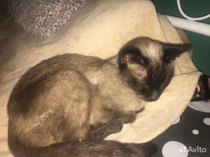 Нашлась кошка, ищем хозяев