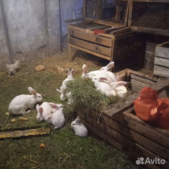 Кролики Белый гигант