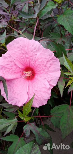 Гибискусы болотные - травнистые №2