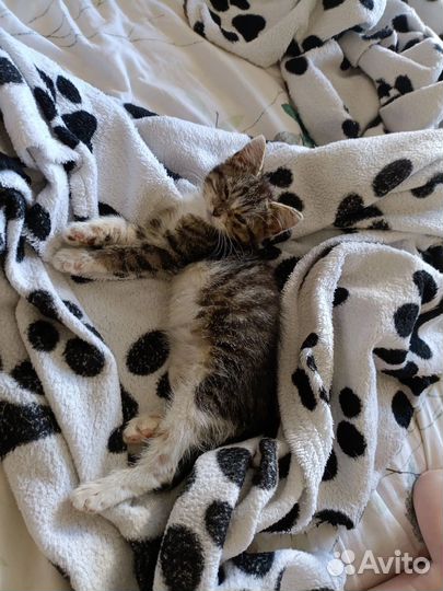 Котёнок в добрые руки, приученк лотку, девочка