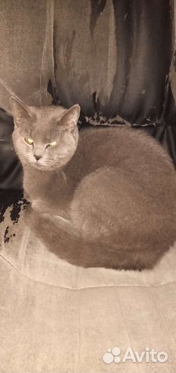 Серый кот