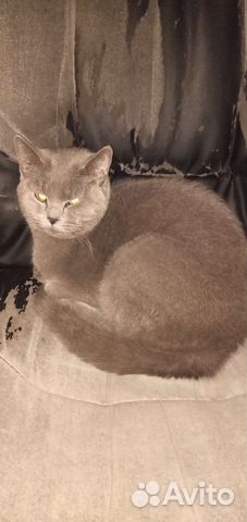 Серый кот