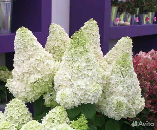 Гортензия polar бир, Пиксио