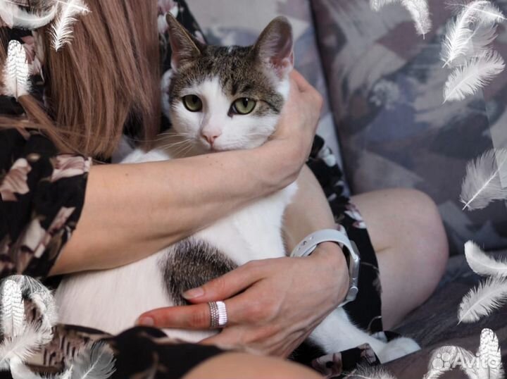 Самый умный Котя ищет дом, котик в добрые руки