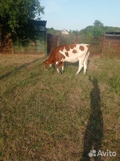 Коровы,телки,бычки и овцы