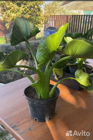 Излишки домашних цветов. Домашние каллы