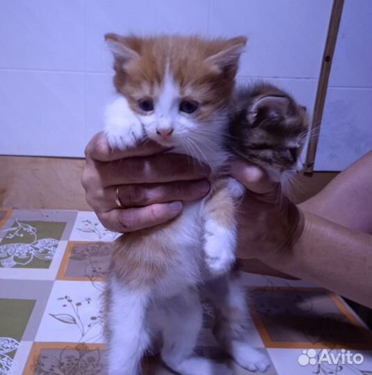 Кошка с котятами