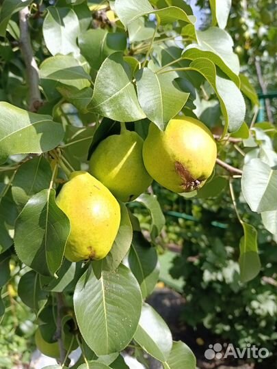 Груша домашняя