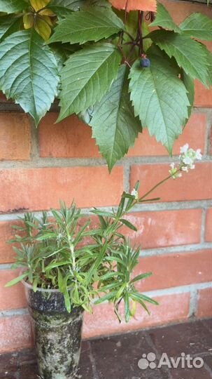 Лаванда белая