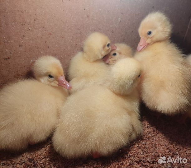 Гусята, цыплята, утята, индоутята